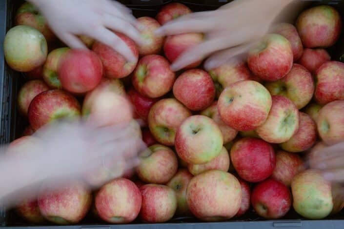 Close-up of freshly picked organic apples ready for harvest.