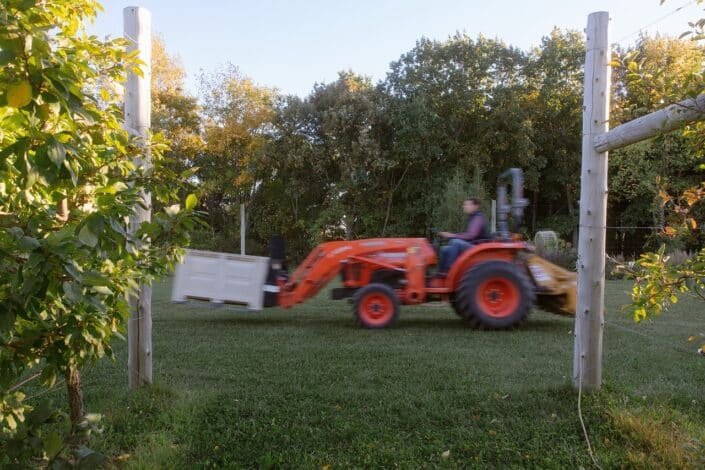Tractor driving through rows of apple trees on an organic farm.