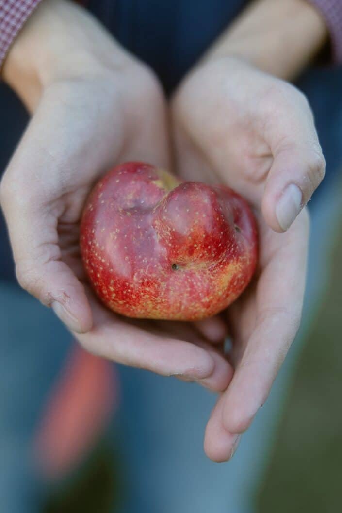 Unusually shaped organic apples photographed to highlight their natural imperfections.